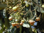 Blätter und Früchte des Teakbaumes