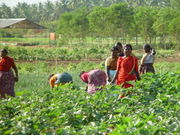 Vielerorts, wie hier in Tamil Nadu, ist Landwirtschaft noch immer Handarbeit in Indien.