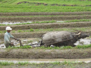 Landwirtschaft in Indonesien