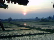 Reiswirtschaft in Thailand